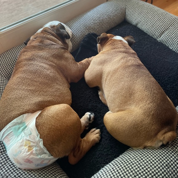 Meet your Posher, Audrey - Picture 3 of 7